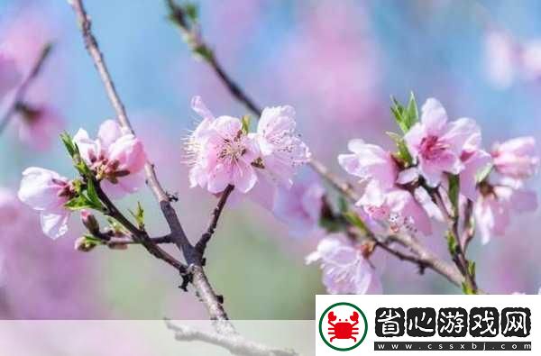 含苞欲放的桃花那是春天的嘴唇吧