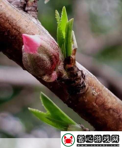 含苞欲放的桃花那是春天的嘴唇吧