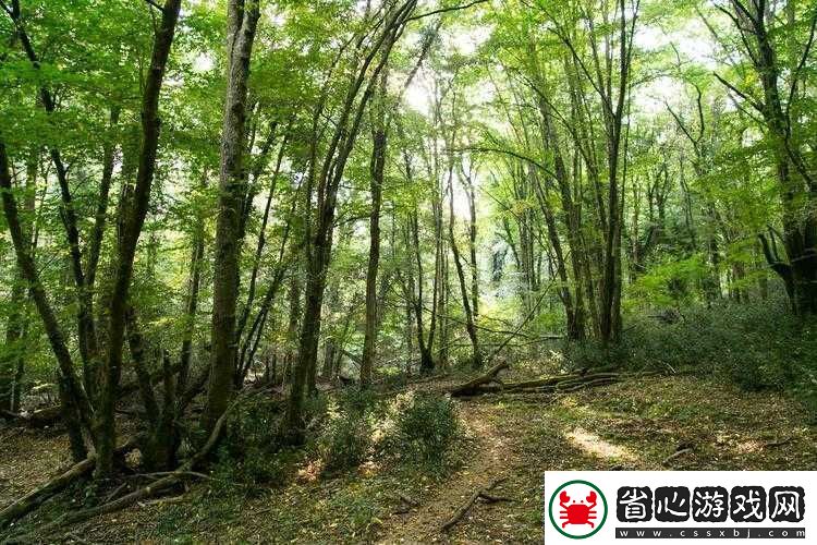 森林遭野人破壞后的應對策略探索生態恢復與長期保護策略