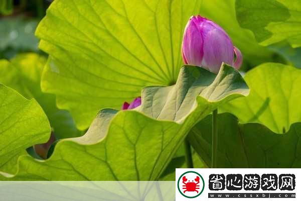 亭亭玉立的荷花國色天香的牡丹