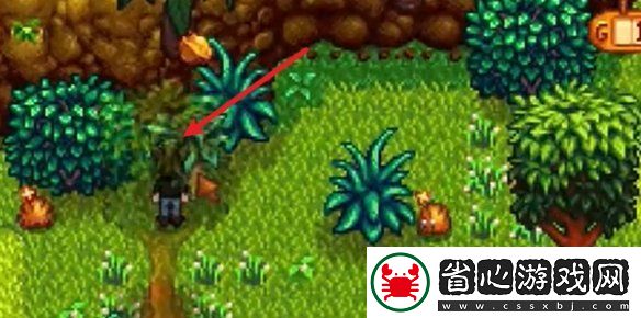 星露谷物語姜島西部金核桃全收集攻略